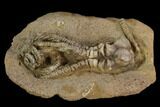 Fossil Crinoid (Jimbacrinus) - Gascoyne Junction, Australia #129402-2